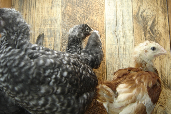 4 of the 8 Pullet Chicks Week 4